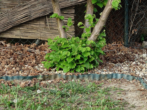 Κάτω από τη φουντουκιά μεγαλώνουν νεαρά βλαστάρια με όμορφο πράσινο και φρέσκια άδεια - Φωτογραφία, εικόνα