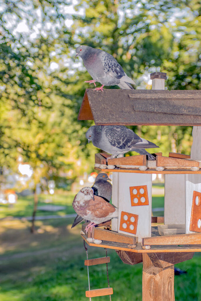 Bird feeder in the city park. Close-up of a pigeon and dove sit on a bird feede - Photo, Image