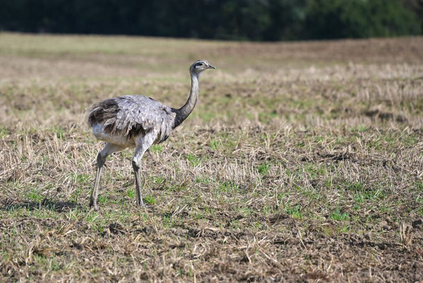 Nandu or greater rhea (Rhea americana) is walking on a stubble field in Mecklenburg West Pomerania, Germany, since 2000 a few of the birds escaped from a farm they have spread wild, copy space, selected focus, narrow depth of field - Zdjęcie, obraz