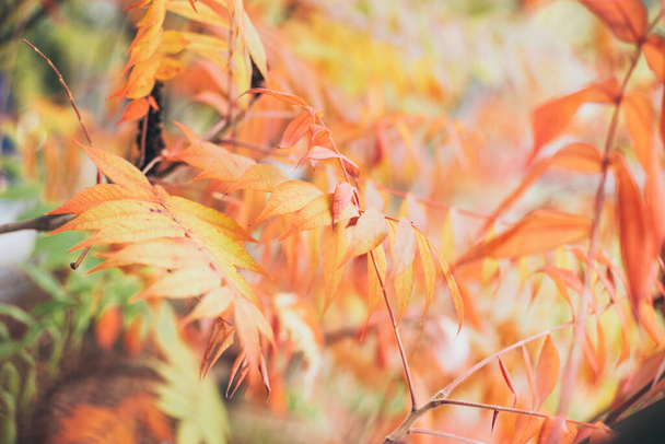 Autumnal vibrant background with anacardiaceae leaves - photo with selective focus - Фото, изображение