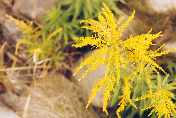 Żółty piękny złoty pręt (Solidago canadensis) kwiat - zbliżenie zdjęcie z selektywnym ostrością  - Zdjęcie, obraz