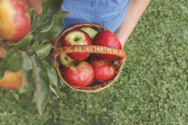 Ripe apples in basket. Children's hands hold a basket with ripe apples on a background of grass - Fotografie, Obrázek