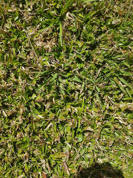 textura de pasto verde - Foto, Imagen