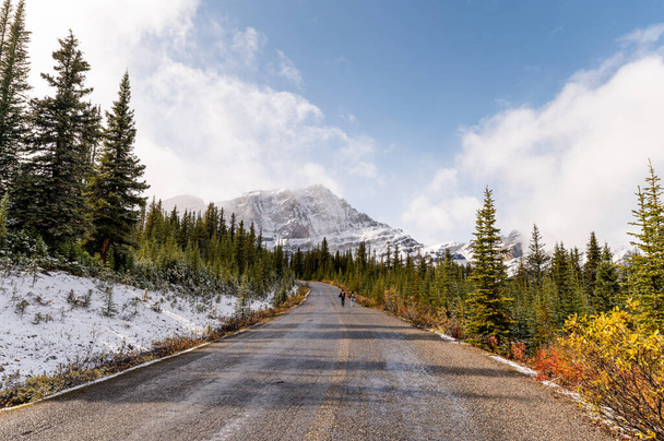 Асфальтна дорога з скелястими горами і туман у сосновому лісі в національному парку Банф (Канада). - Фото, зображення