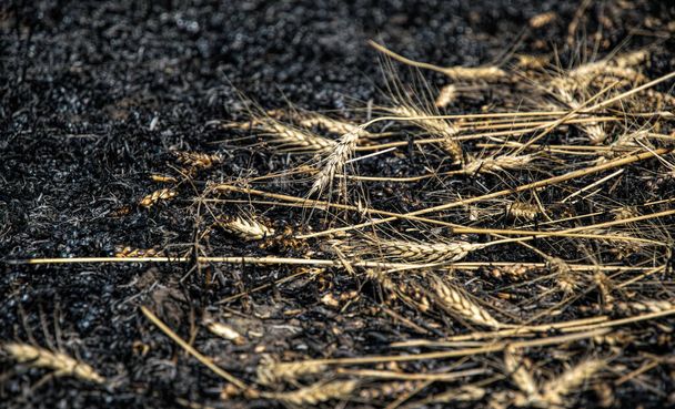 Wildfire in a wheat field. Remains of burnt spikelets and ash. Environmental disaster and famine. Annual fires in California, USA - Фото, изображение
