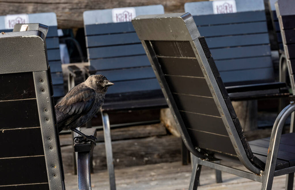 чорна ворона полетіла в туристичне кафе на вулиці, шукаючи їжу
 - Фото, зображення