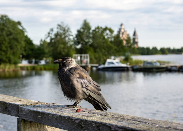 corvo preto voou para um café turístico na rua à procura de comida - Foto, Imagem