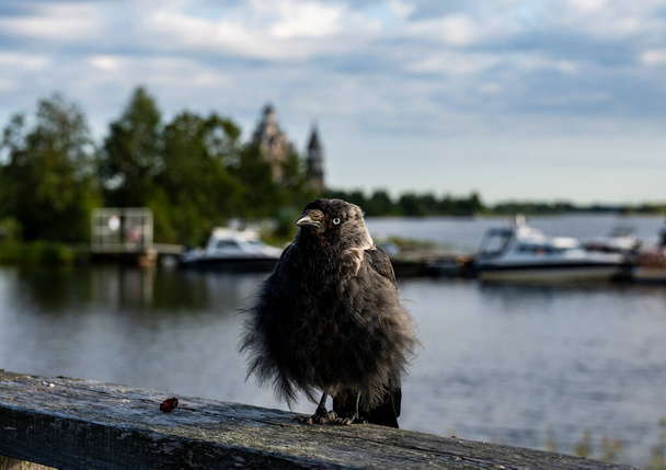 corvo preto voou para um café turístico na rua à procura de comida - Foto, Imagem