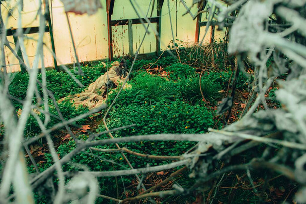 Looking Through a Hole in The Canvas Roof of an Abandoned Greenhouse Into a Room With Grass and Plants Growing and Thriving - 写真・画像