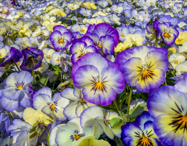 πλήρη πλαίσιο πολύχρωμα λουλούδια πανσές closeup - Φωτογραφία, εικόνα