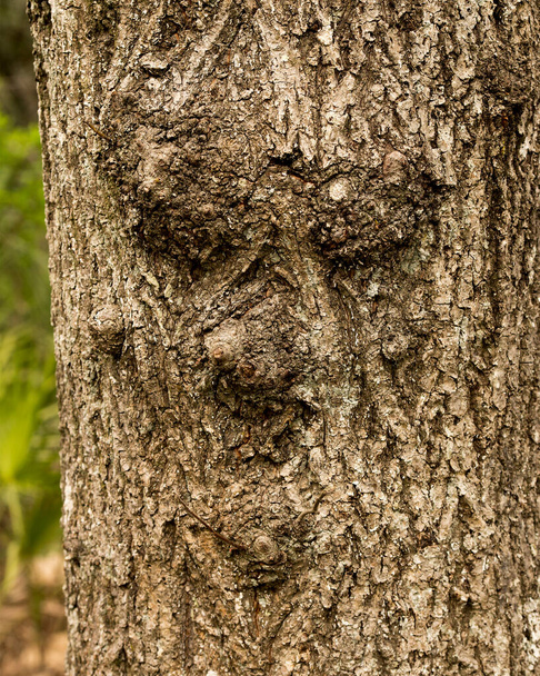 Baum mit menschlichem Antlitz in der Natur mit einer majestätischen Illusion im Wald, einer Seltenheit und erstaunlichen Phänomenen. Gesicht im Baumstamm. - Foto, Bild