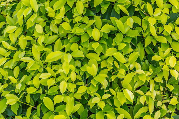 Green leaf nature texture background.  - Fotoğraf, Görsel