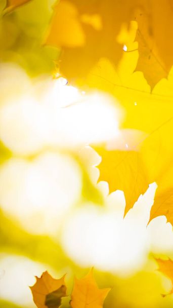 Yellow maple leaves on a blurred background. Autumn background with maple leaves. Creative wallpapers. Copy space - Foto, imagen