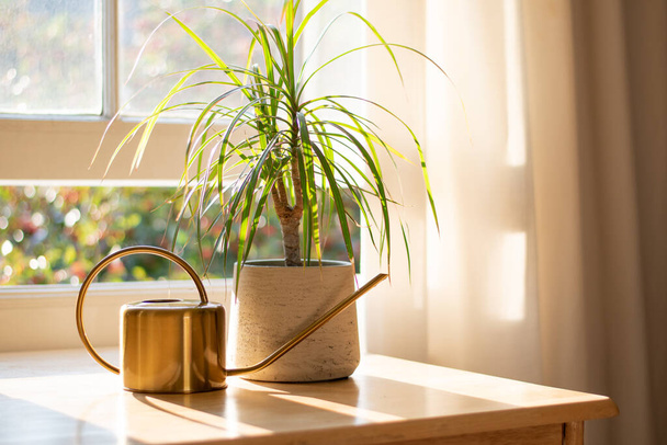 Houseplant in the window inside a beautiful new home or flat - Foto, Imagem
