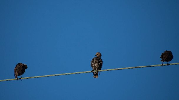 Three Moulting Starling fledglings perching on a wire with a very blue sky on a sunny day.  - Photo, Image