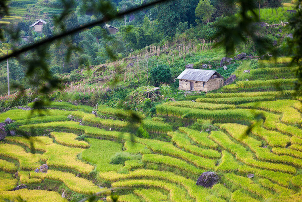 Terraced rice field landscape near Sapa in Vietnam. - Photo, Image
