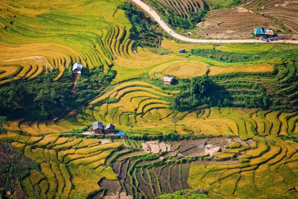 Terraced rice field landscape near Sapa in Vietnam. - Photo, Image