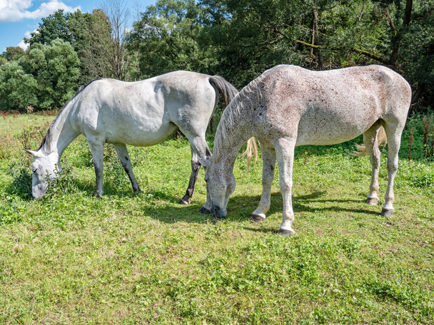 Spotted appaloosa horses. White and brown dotted mares are  grazing on the green pasture. Amazing breed of horses - Photo, Image