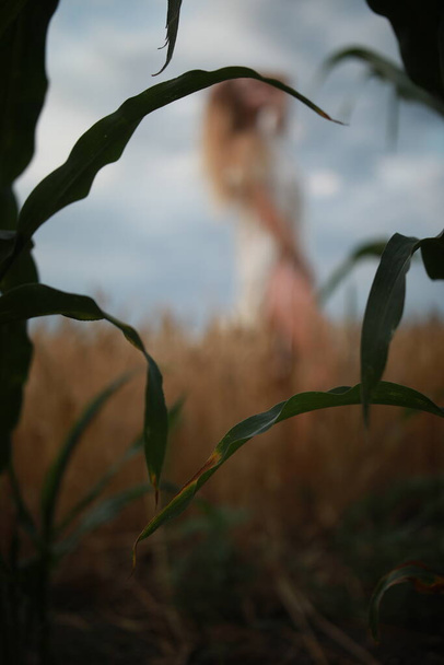 Valtava vehnäpelto, maissipelto auringonlaskun aikaan - Valokuva, kuva