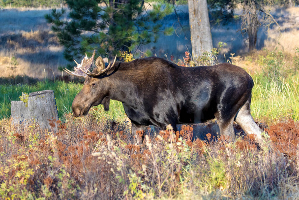 Лось-бык ходит по высокой траве в заповеднике Тернбулл в Чейни, штат Вашингтон. - Фото, изображение