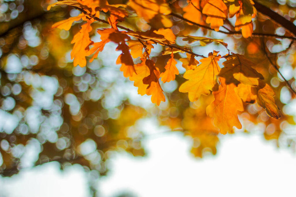oak branches in autumn. bright foliage in the sun. autumn landscape, nature background - Photo, Image