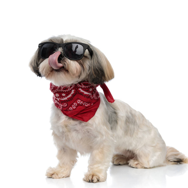 Hongerige Shih Tzu puppy dragen zonnebril en bandana, likken zijn neus terwijl zitten op witte studio achtergrond - Foto, afbeelding