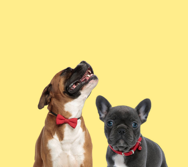 carino cane pugile ululare triste accanto a un cane bulldog francese bambino indossa guinzaglio rosso su sfondo giallo - Foto, immagini