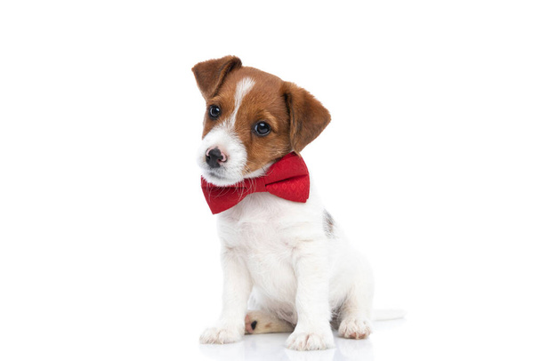 mały Jack Russell Terrier pies pozowanie do kamery z uroczym wyrazem twarzy, w czerwonej muszce i siedzi na białym tle - Zdjęcie, obraz