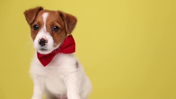 Genç Jack Russell Terrier köpeği sarı arka planda oturuyor, kırmızı papyon takıyor, kameraya bakıyor, başını eğiyor ve sarı arka plana doğru yürüyor. - Video, Çekim