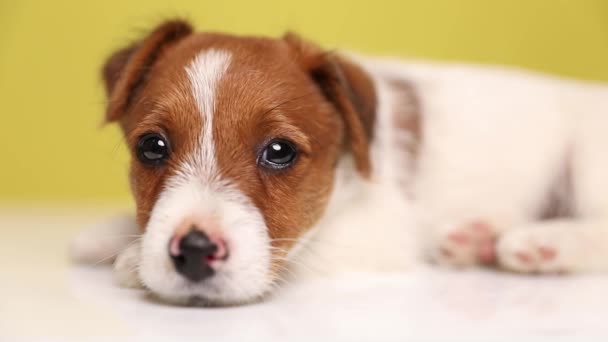 close-up op een baby jack russell terrier hond rusten op de grond, kijken naar de camera met grote glanzende ogen tegen gele achtergrond - Video