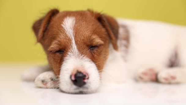 Yorgun bir Jack Russell Terrier köpeğine yaklaş. Uzan ve sarı arka planda uyu. - Video, Çekim