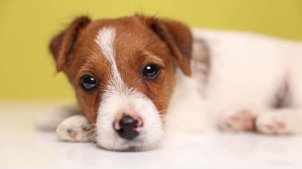 Nahaufnahme eines liegenden Jack Russell Terrier Hundes, der zur Seite schaut, seinen Kopf auf seine Pfote legt, in die Kamera schaut, seine schläfrigen Augen schließt und einschläft - Filmmaterial, Video