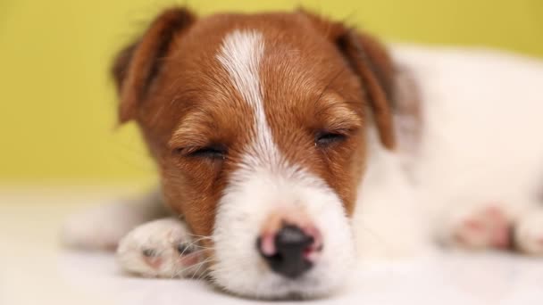 close-up op een slaperige jack russell terriër hond liggend, openen en sluiten van zijn ogen, bewegen zijn hoofd opzij op geel - Video