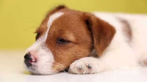 zbliżyć się do pięknego psa terier Jack Russell leżącego, opierając głowę na łapie, starając się nie zasnąć i poruszając głową na żółtym tle - Materiał filmowy, wideo