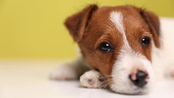 Nahaufnahme eines süßen Jack Russell Terrier Hundes im Liegen, den Kopf auf die Pfote gelegt, in die Kamera geschaut, die Augen geschlossen, auf gelbem Hintergrund eingeschlafen - Filmmaterial, Video