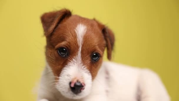Sevimli bir Jack Russell Terrier köpeğine yaklaş. Yerde dinleniyor, kameraya bakıyor, yana bakıyor ve başını sarı arka plana koyuyor. - Video, Çekim