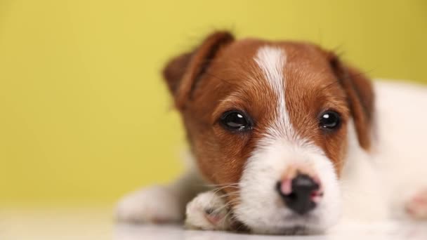 Sevimli bir Jack Russell Terrier köpeğine yaklaş. Uykulu gözlerle kameraya bak, yere uzan ve başını patisinin üzerine yasla, yavaşça gözlerini kapat ve aniden başını kaldır. - Video, Çekim