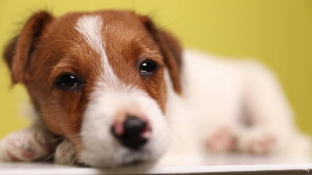 gros plan sur un petit chien Jack Russell Terrier couché, reposant sa tête sur sa patte, fermant lentement les yeux, s'endormant et étant fatigué sur fond jaune - Séquence, vidéo