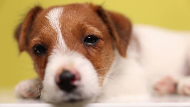 zbliżyć się do leżącego Jack Russell terrier pies walki nie zasnąć na żółtym tle - Materiał filmowy, wideo
