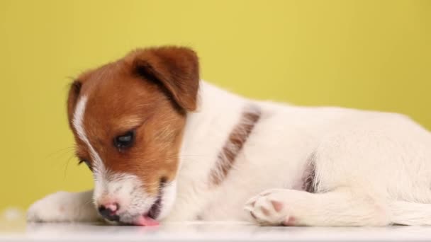 vue latérale d'un chien mignon Jack Russell terrier couché, léchant le sol, le nez et ses jambes sur fond jaune - Séquence, vidéo