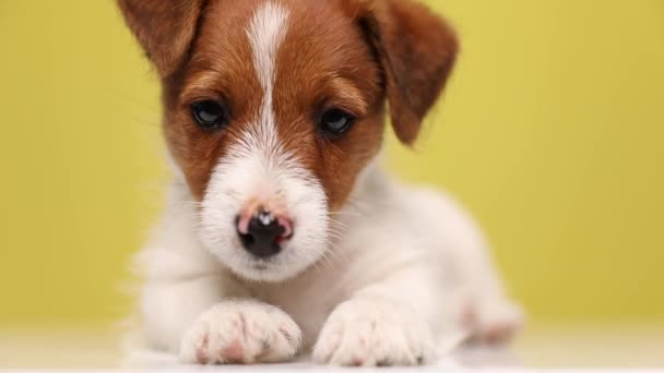 Nahaufnahme eines kleinen Jack Russell Terrier Hundes im Liegen, der in die Kamera blickt und seinen Kopf auf den Boden vor gelbem Hintergrund legt - Filmmaterial, Video