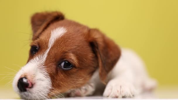 közel egy édes kis Jack Russell terrier kutya feküdt, a fejét pihent a földön, és körülnézett sárga háttér - Felvétel, videó