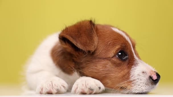 Sevimli bir Jack Russell Terrier köpeğine yaklaş. Yerde dinleniyor ve sarı arka plana bakıyor. - Video, Çekim