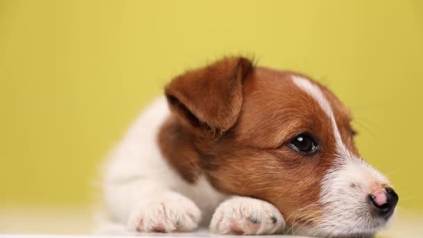 Nahaufnahme eines schönen Jack Russell Terrier Hundes im Liegen, mit dem Kopf auf der Pfote, sich umschauend, dann plötzlich den Kopf erhebend und vor gelbem Hintergrund aufstehend - Filmmaterial, Video