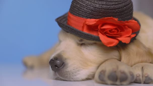 primo piano di un piccolo adorabile cane golden retriever che dorme sul pavimento, indossando un cappello nero su sfondo blu - Filmati, video