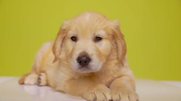 rozkošný zlatý retrívr pes ležící a sledující něco na podlaze, hledající a stojící na žlutém pozadí - Záběry, video
