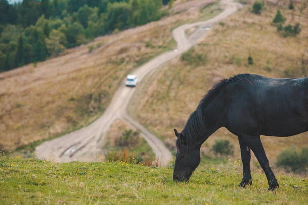 черная лошадь, поедающая траву в горах. - Фото, изображение