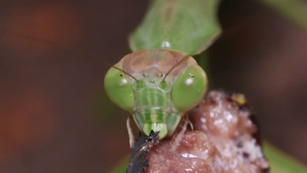 Japonês gigante Mantis (Tenodera aridifolia) Alimentação em Cicada - Filmagem, Vídeo