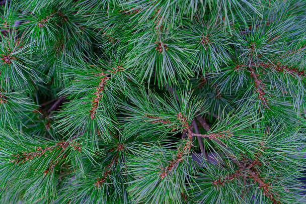 Fond de branches d'arbre de Noël. sapin pin conifères texture arbre fond. - Photo, image