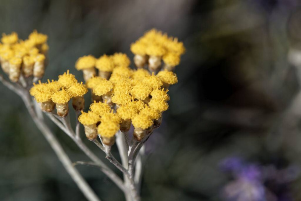 Flores de una planta de curry, Helichrysum italicum, una planta utilizada para la producción de perfumes y como especia.  - Foto, imagen